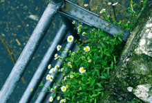 Daisies and the Ladder