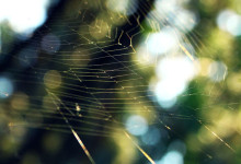Sunrays on a Spiderweb